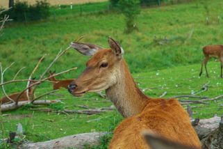 Vegetariáni vyhnali myslivce z honitby. Tvrzení o pomstě soud smetl